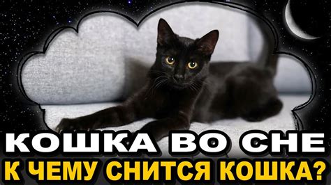 Кошка во сне: тайные послания из сновидений