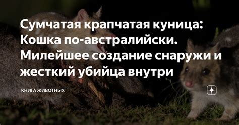 Кошка и снаружи сна: поиск синхроничных событий в реальности