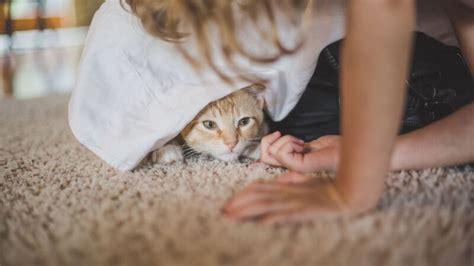 Кошка и страх перед людьми