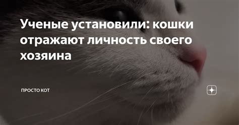 Кошка как охранитель своего территории