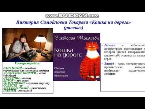 Кошка на дороге: помощь в сложной ситуации