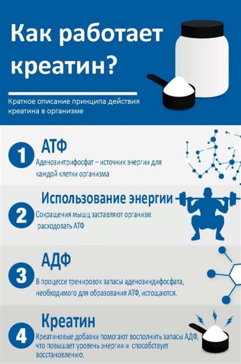 Креатин и индивидуальная толерантность: как определить безопасную дозу?