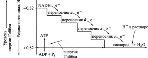 Кристы внутренней мембраны и транспорт электронов в электронном транспортном цепи