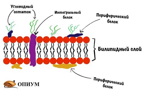 Кристы в биологии: структура и функции складок внутренней мембраны