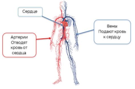 Кровеносная система: роль в организме и особенности устройства