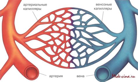 Кровеносные сосуды