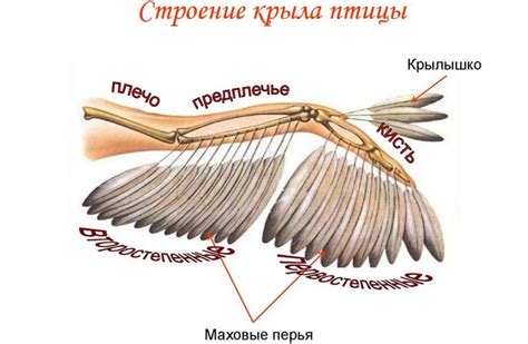 Крылья и клюв для охоты и питания