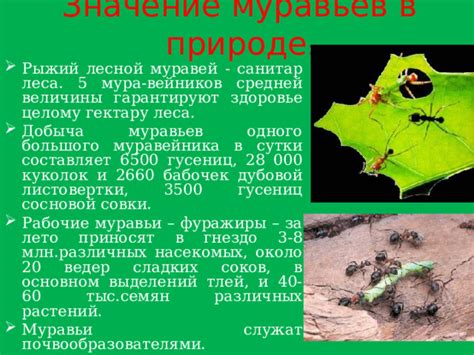 Культурное значение и символика муравьев в оккультной и сонной интерпретации