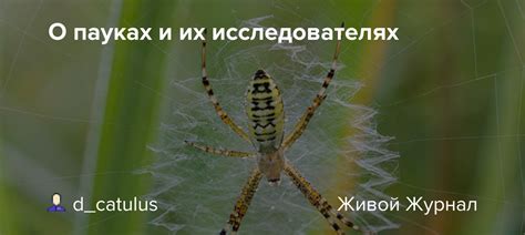 Культурный смысл: разносторонний анализ значимости снов о пауках и клещах в различных общностях