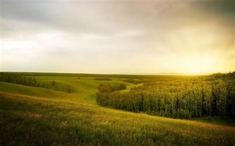 Лес - тень, поле - открытое пространство