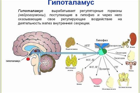 Лечение повышенного уровня ЛГ и ФСГ