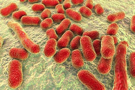 Лечение Acinetobacter  baumannii в горле