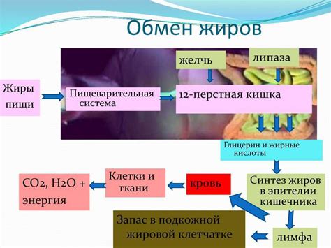 Липидный обмен в организме: основные функции и значение