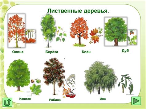 Листья в 1 классе: презентация для детей