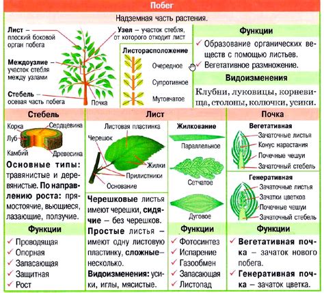 Лист в биологии: определение и структура