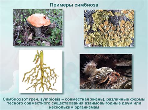 Лисья женщина: симбиоз гармонии и самоуверенности