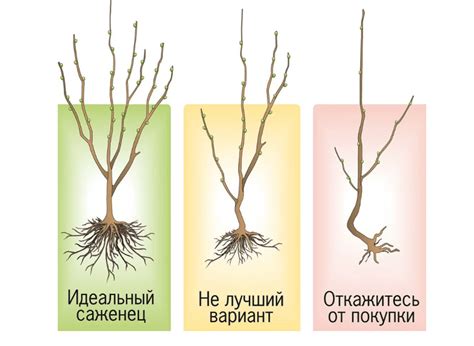 Лучшее время для посадки саженцев плодовых деревьев