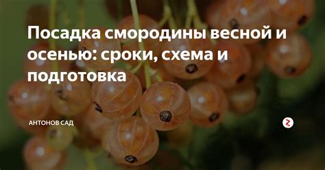 Лучшее время для посадки смородины весной на Урале