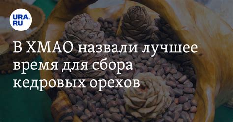 Лучшее время для сбора косточек