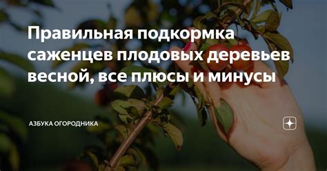 Лучшие подкормки для молодых саженцев плодовых деревьев весной