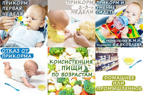 Лучшие продукты для питания детей в 6 месяцев