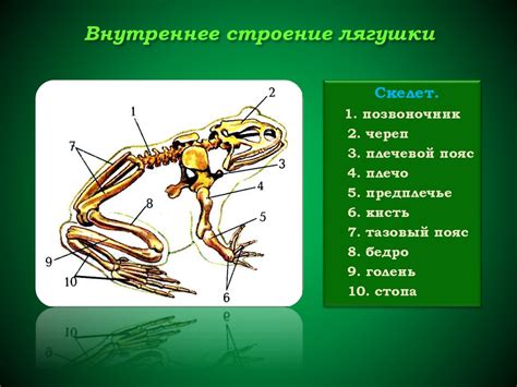 Лягушки в снах: общая интерпретация