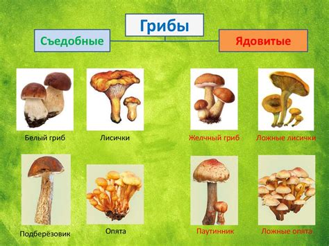 Магическое значение призрачных грибов из мира лесной настоящности