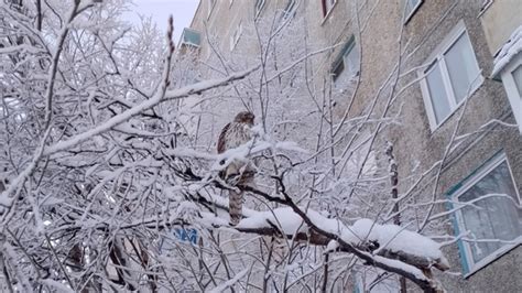 Магическое пророчество: расшифруйте загадку ястреба на ветке