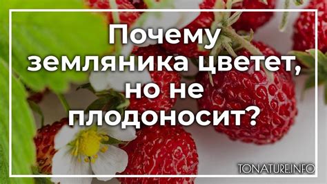 Магия необычного: почему клубника встречается во снах?