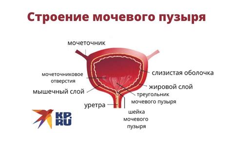 Макрогематурия мочевого пузыря: что это?