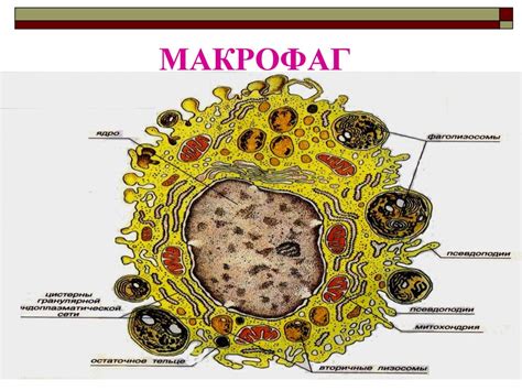 Макрофаги в моче: возможные заболевания