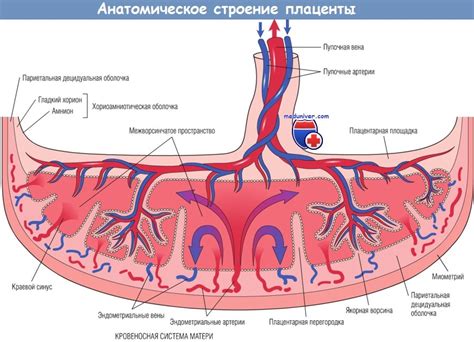 Медицинские пояснения: механизм возникновения и развития выкидыша