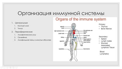 Мед и иммунная система: дружба или вражда?