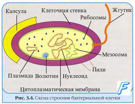 Мезосомы: строение и функции