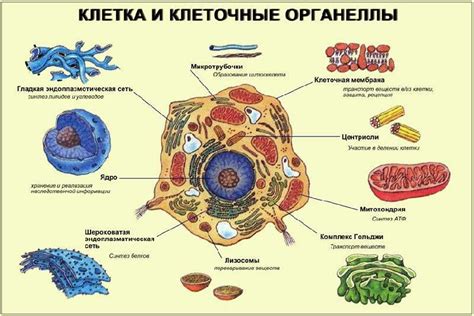 Мембранные органоиды клетки