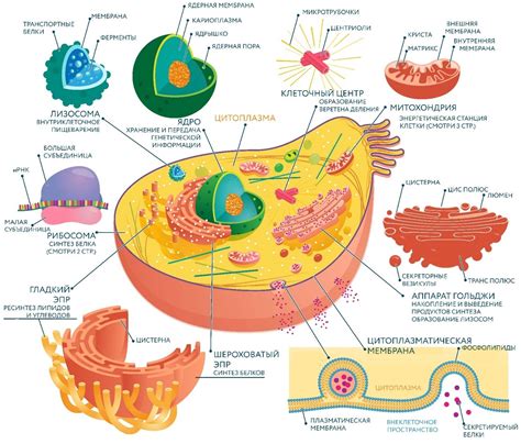 Мембранные органоиды клетки 8 класс