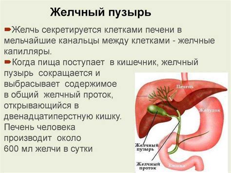 Меню при проблеме с желчным пузырем