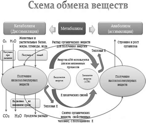 Метаболический процесс