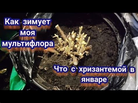 Методы борьбы с мультифлорой в подвале