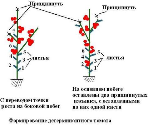 Методы обрезки листьев