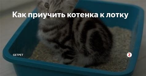 Методы обучения котенка правильному поведению: долгосрочное решение