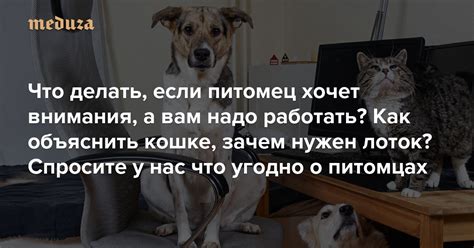 Методы толкования снов о питомцах у самостоятельной дамы