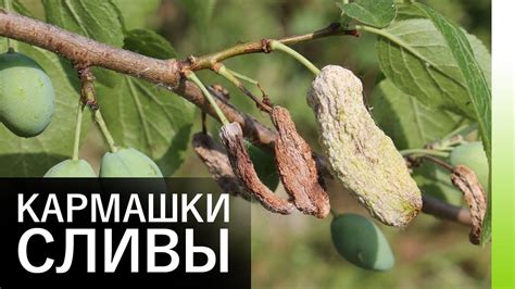 Методы удаления сливовой косточки из организма