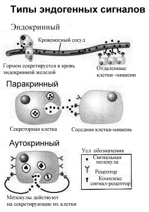 Механизмы взаимодействия катализатора с реагентами