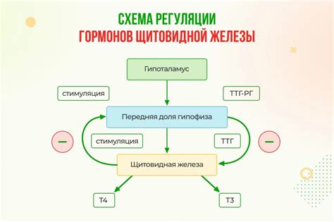 Механизмы действия гормонов Т3 и Т4