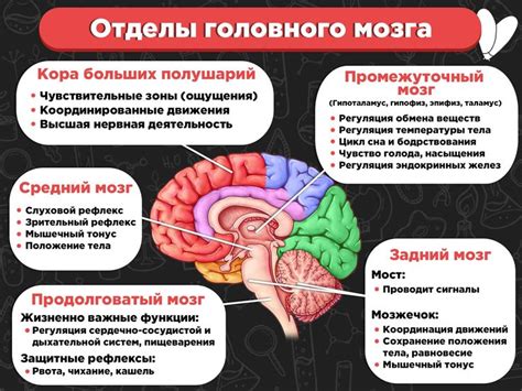 Механизмы мозга, отвечающие за формирование депрессивных сновидений