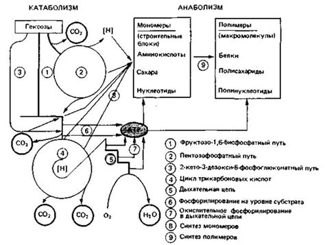 Механизмы обмена веществ