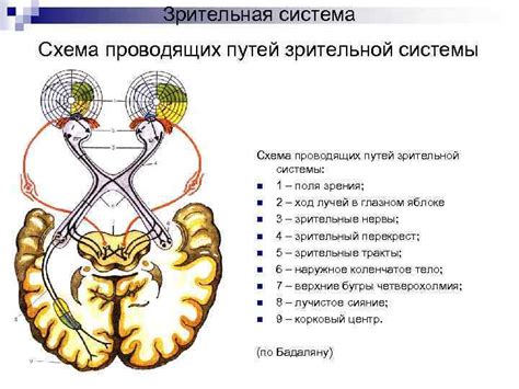 Механизмы переноса сновидений на состояние зрительной системы