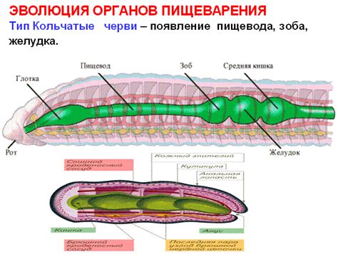 Механизмы пищеварения у кольчатых червей