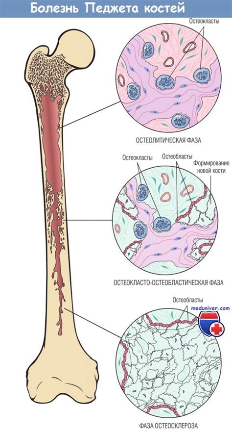 Механизмы развития костей